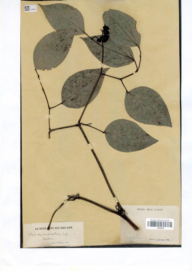 Ảnh tiêu bản mẫu đối chiếu của loài Piper hymenophyllum Miq PHỤ LỤC 3 KẾT 4