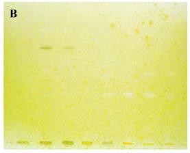 Hình 1 12 Bản BTLC của dịch chiết loài Corydalis sp được hiện màu bằng thuốc 2