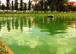 Hì nh 1 9 Một số thuỷ vực bị phú dưỡng Cơ sở sinh hóa của hiện tượng 1