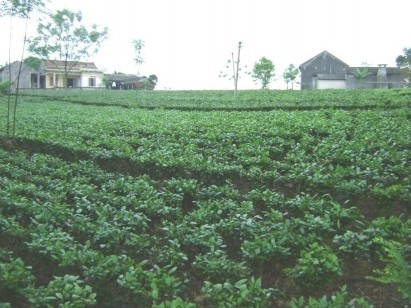 Chè Tân Cương Đảo Cò Lễ hội văn hóa Chè Thái Nguyên Di tích cách mạng ATK 11