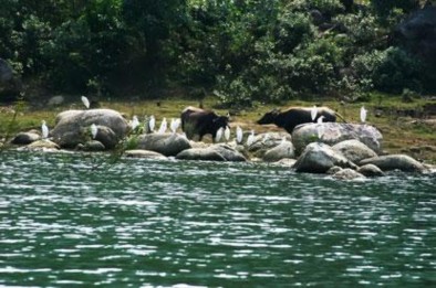 Đảo Cò Lễ hội văn hóa Chè Thái Nguyên Di tích cách mạng ATK Định Hóa TÀI 12