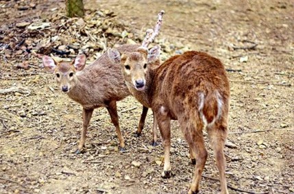 Ngắm những chú hươu trong vườn thú Núi Cốc Đi bộ bên hàng tre trong khuôn viên 5