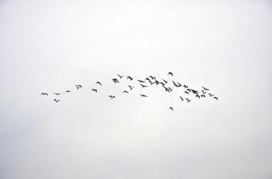 Những cánh cò chao nghiêng trên bầu trời Núi Cốc Huyền thoại Cung Sân khấu 7