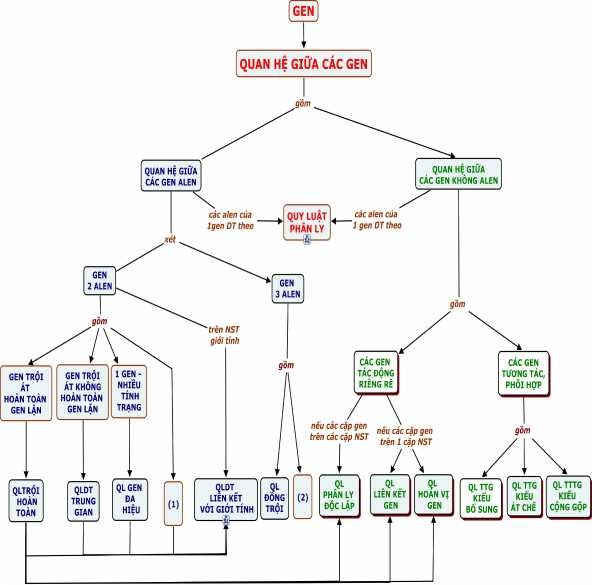 Các KN trong h ệ thống Quan hệ giữa các gen gồm quan hệ giữa các gen alen quan 2