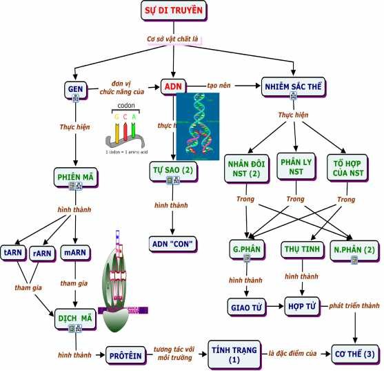 Hình 2 3 BĐKN Các cơ chế của hiện tượng di truyền Với tính năng của 1