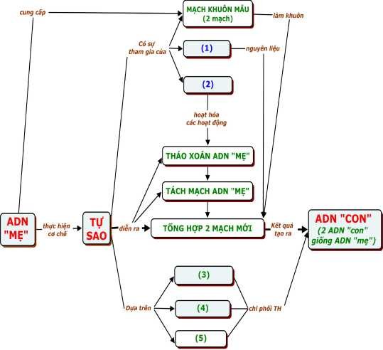 Hình 2 5 BĐKN khuyết về Nhân đôi của ADN ôn lại kiến thức SH lớp 9 1