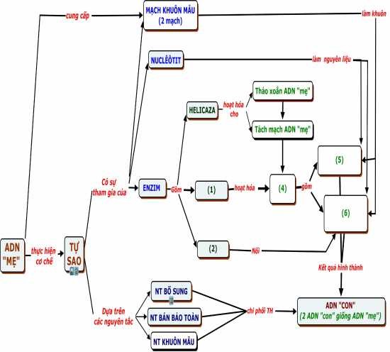 HS đi ền các KN t ừ KN 1 KN 6 vào hình 2 6 để hoàn thiện BĐKN Nhân đôi 2