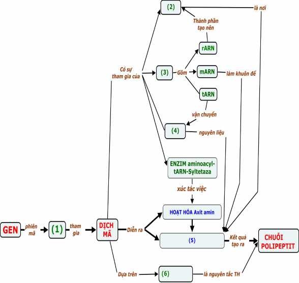 Nhiệm vụ 1 Nghiên cứu BĐKN khuyết về cơ chế Dịch mã hình 2 8 từ 4