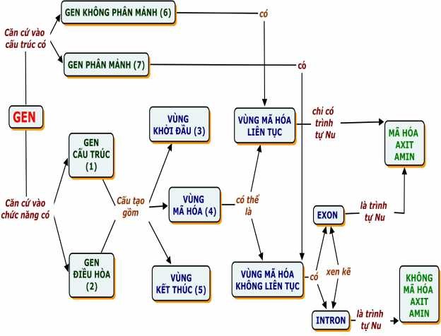 GHI CHÚ 1 Gen c ấu trúc l à gen mang thông tin mã hóa cho các sản phẩm tạo nên 1