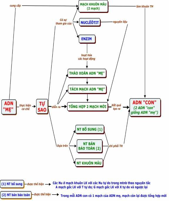 1 3 2 BĐKN Tự sao của ADN Sinh học 12 cơ bản 1 3 3 BĐKN Tự sao của 2