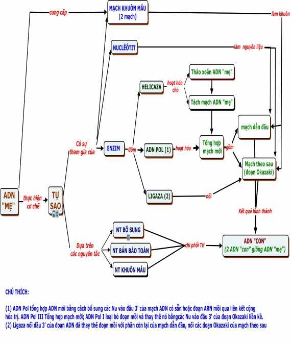 1 3 3 BĐKN Tự sao của ADN Sinh học 12 nâng cao 1 4 BĐKN VỀ C Ơ CHẾ 3