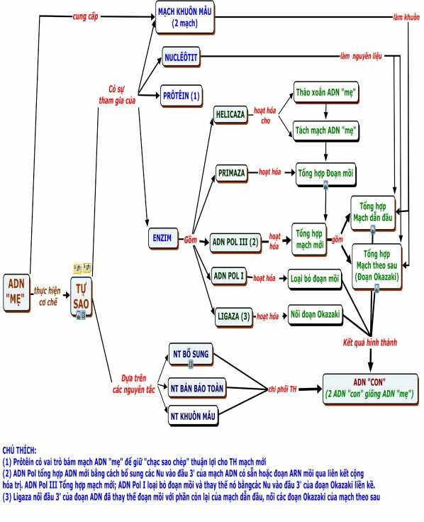 1 4 BĐKN VỀ C Ơ CHẾ PHIÊN MÃ 1 4 1 BĐKN Phiên mã Sinh học 9 4