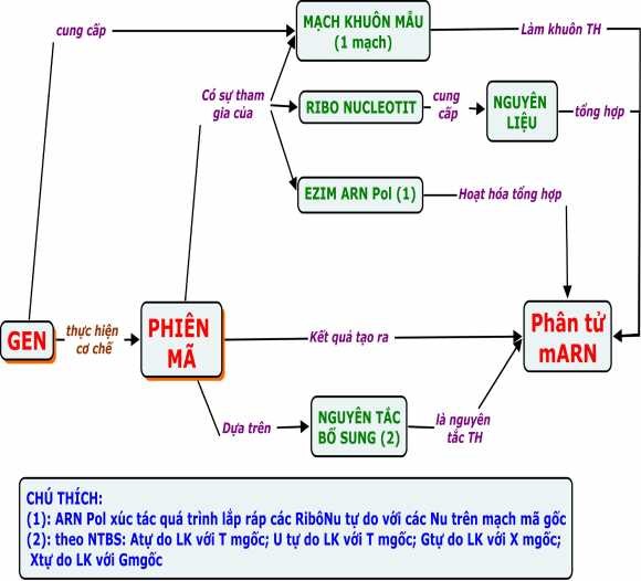 Nâng cao 1 4 BĐKN VỀ C Ơ CHẾ PHIÊN MÃ 1 4 1 BĐKN Phiên mã Sinh học 9 5