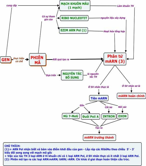 1 5 BĐKN VỀ C Ơ CHẾ DỊCH MÃ 1 5 1 BĐKN Dịch m ã Sinh học 9 1 5 2 1