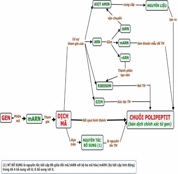 1 5 2 BĐKN Dịch m ã Sinh học 12 1 6 BĐKN NHIỄM SẮC THỂ 1 7 BĐKN 2