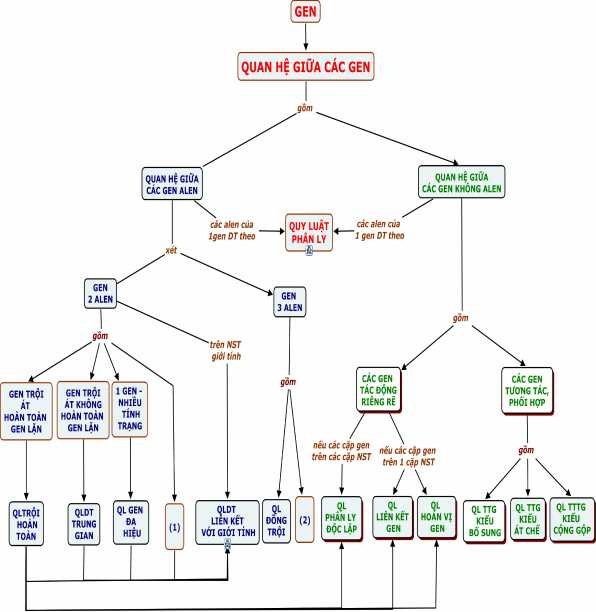 GHI CHÚ 1 2 dành cho HSG 1 Hiện t ượng gen gây chết 2 Tác động cộng gộp 8