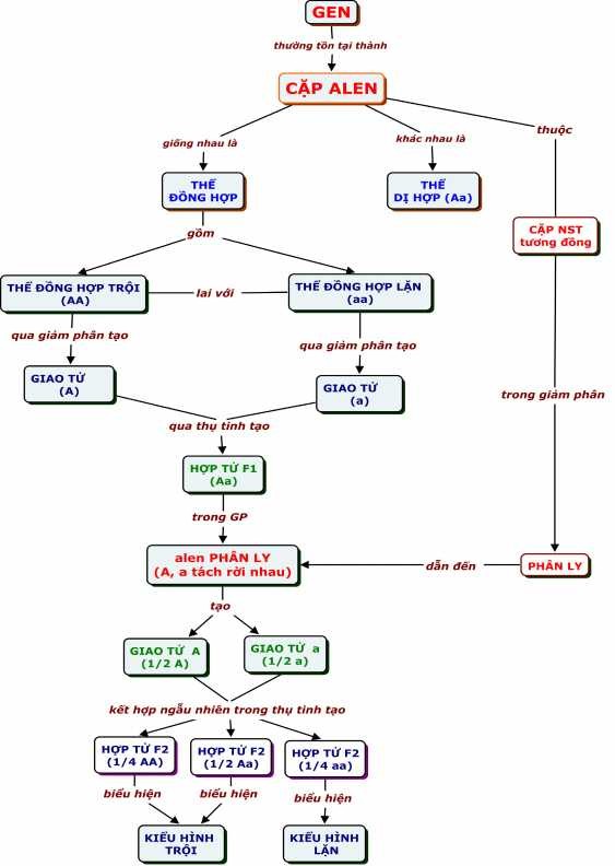 1 12 BĐKN DI TRUYỀN LI ÊN KẾT VỚI GIỚI TÍNH CHÚ THÍCH 1 QLDT chéo Cá 1