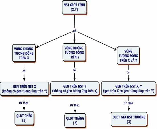 CHÚ THÍCH 1 QLDT chéo Cá thể XY truyền gen trên X cho cá thể XX ở đời con ở 2
