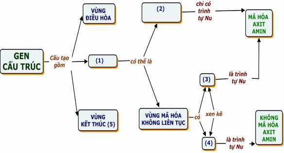 Hình 1 1 B ĐKN khuyết cấu trúc của gen cấu trúc Hoạt động II T ìm hiểu 3