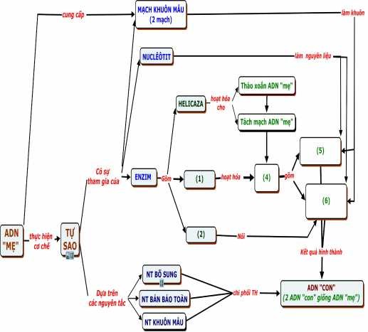 Hình 1 3 BĐKN khuyết về Nhân đôi của ADN lớp 12 Bước 3 Luyện tập và 1