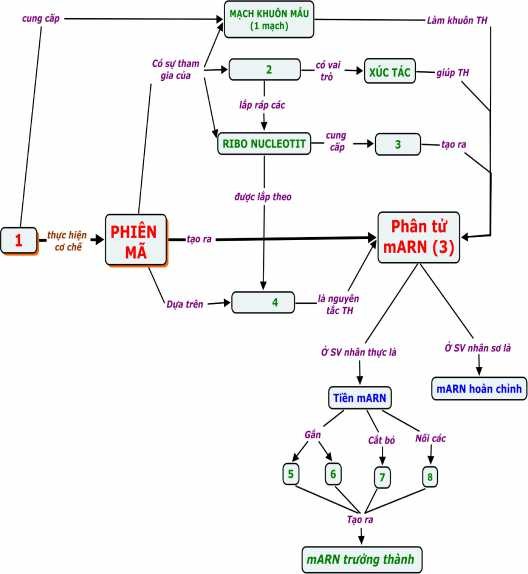 Hình 2 1 BĐKN khuyết về cơ chế phiên mã HS tự hoàn thiện BĐKN GV củng 2