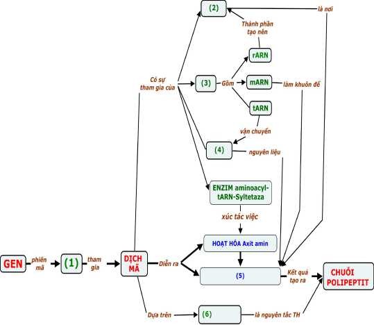 Sử dụng BĐKN khuyết về c ơ chế Dịch mã trong hoạt động củng cố GV 3