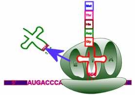 Câu 4 Sơ đồ sau mô tả một quá trình đang diễn ra trong tế bào Đây là quá 1