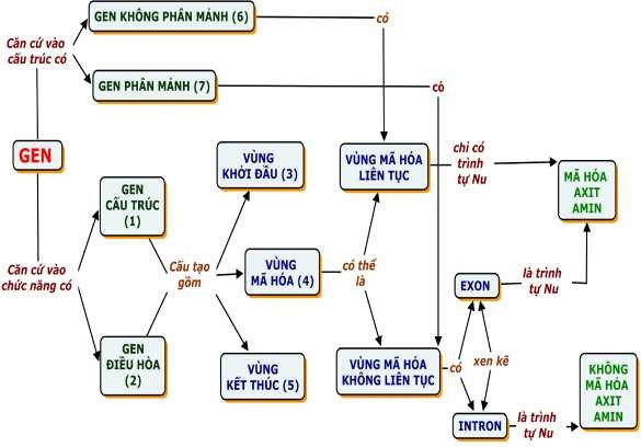 Hình 1 3 B ĐKN hoàn chỉnh về Gen Hình 1 4 B ĐKN khuyết từ nối về 2