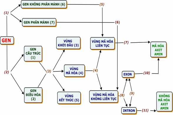 Hình 1 4 B ĐKN khuyết từ nối về Gen khuy ết 11 từ nối Hình 1 5 BĐKN 3