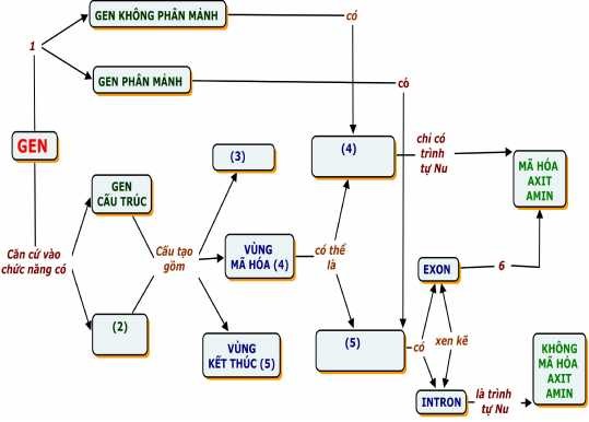 Hình 1 6 B ĐKN khuyết dạng hỗn hợp về Gen khuyết 2 từ nối 4 KN Hình 5