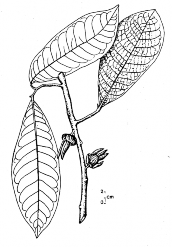 1 8 2 Hình 1 1 Cành mang hoa 1 và ảnh chụp tiêu bản lá cành mang quả 2 1