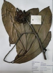 1 8 2 Hình 1 1 Cành mang hoa 1 và ảnh chụp tiêu bản lá cành mang quả 2 2