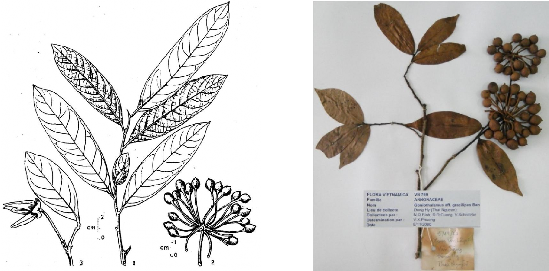 1 8 2 Hình 1 2 Cành mang hoa quả 1 và ảnh chụp tiêu bản lá cành mang quả 3