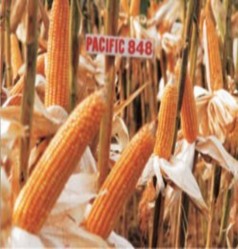 Nguồn ảnh http www ssc com vn vn product php id cat 5 id group 3 id set 30 Phụ Lục 3 4