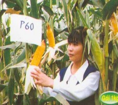 Nguồn ảnh http www ssc com vn vn product php id cat 5 id group 3 id set 30 Phụ Lục 3 7