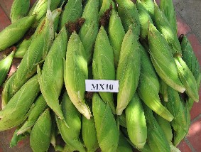 Nguồn ảnh http www ssc com vn vn product php id cat 5 id group 3 id set 30 Phụ Lục 3 8