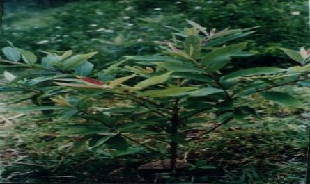 Nghiên cứu hoá học và nhận dạng một số nhóm chất có trong cây đỏ ngọn (cratoxylum prunifolium kurtz) - 1