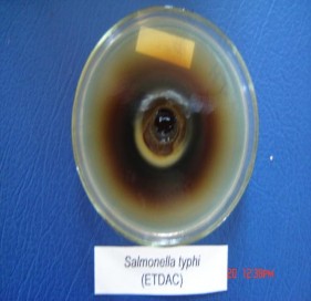 Hình 2 1 Ảnh được gây ức chế xung quanh giếng thạch Chúng tôi còn tiến hành 2