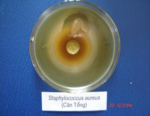 Hình 2 1 Ảnh được gây ức chế xung quanh giếng thạch Chúng tôi còn tiến hành 3