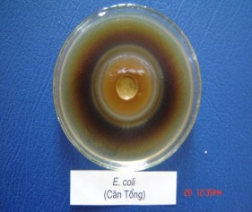 Hình 2 1 Ảnh được gây ức chế xung quanh giếng thạch Chúng tôi còn tiến hành 4