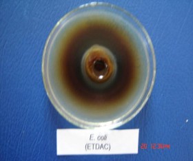 Hình 2 1 Ảnh được gây ức chế xung quanh giếng thạch Chúng tôi còn tiến hành 6