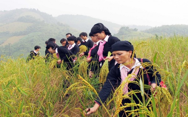 Hái lúa làm cốm Ảnh của Nguyễn Thế Dũng Trường THPT Nội trú – Lào Cai 1