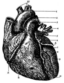 Hình 1 1 Quả tim nhìn từ phía trước 1 Động mạch chủ 2 Động mạch phổi 1