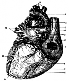 Hình 1 2 Quả tim nhìn từ phía sau 1 Động mạch chủ 2 Động mạch phổi 2