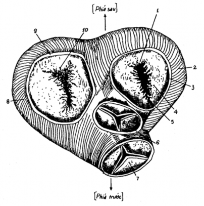 Hình 1 3 Sau cắt bỏ tâm nhĩ nhìn từ trên xuống để thấy rõ vị trí 4 van tim 3