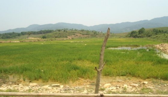 Ảnh 2 Khu vực đất trồng lúa nước Ảnh 3 4 5 Người dân trồng rau màu tại 2