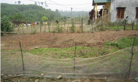 Ảnh 3 4 5 Người dân trồng rau màu tại khu TĐC Ảnh 6 Người dân nhận hỗ trợ 5