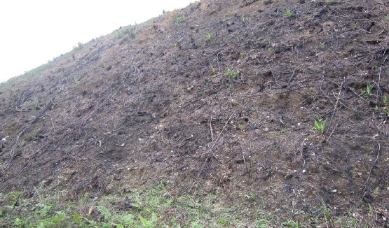 Ảnh 15 Đốt rừng lấy đất làm nương rẫy Ảnh 16 17 Trạm y tế khu TĐC Cân 7