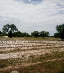 Hình ảnh các cánh đồng bị khô hạn ở huyện Quảng Điền Hình ảnh các khu 3