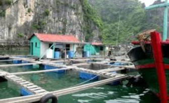 Hình 3 6 Hoạt động nuôi thủy sản nước mặn tại xã Thanh Lân – huyện Cô Tô 1